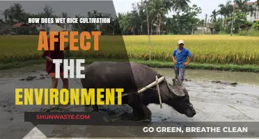 Wet Rice Farming: Environmental Impacts and Sustainable Practices Explored