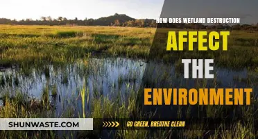 Wetland Destruction: Devastating Impacts on Ecosystems and Climate Stability