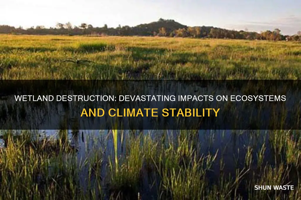 how does wetland destruction affect the environment