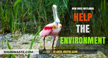Wetlands: Nature's Lifeline for Clean Water, Biodiversity, and Climate Resilience