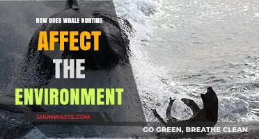 Whale Hunting's Environmental Impact: Ecosystem Disruption and Biodiversity Loss Explained
