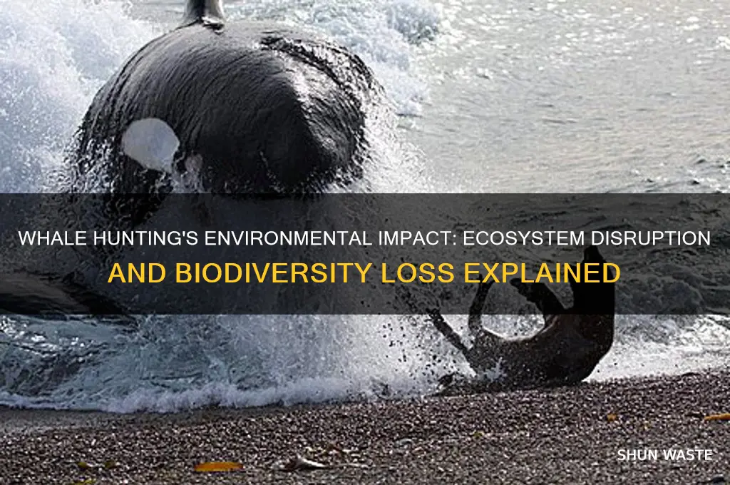 how does whale hunting affect the environment