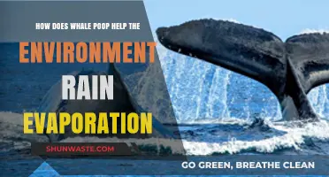 Whale Poop's Surprising Role in Boosting Rain and Evaporation