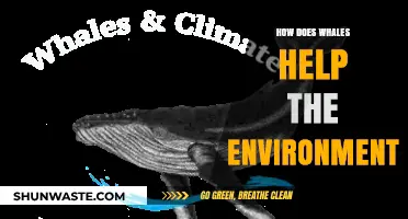 Whales' Vital Role in Ocean Health and Climate Balance
