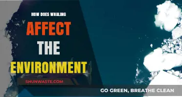 Whaling's Environmental Impact: Ecosystem Disruption, Biodiversity Loss, and Ocean Health