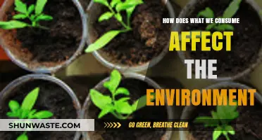 Sustainable Choices: How Our Consumption Impacts the Environment Daily