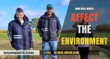Wheat's Environmental Impact: Cultivation, Sustainability, and Ecosystem Effects Explained