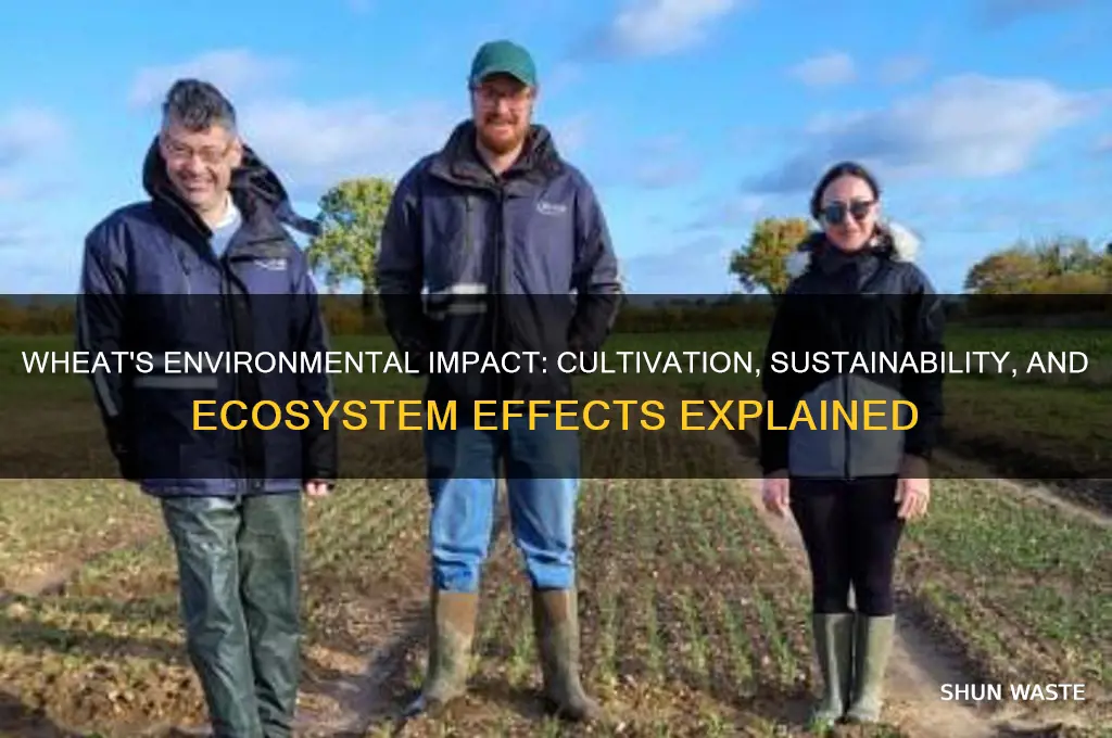 how does wheat affect the environment