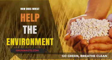 Wheat's Eco-Friendly Impact: Sustainable Farming for a Greener Planet