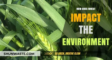 Wheat's Environmental Footprint: Impacts, Sustainability, and Future Solutions