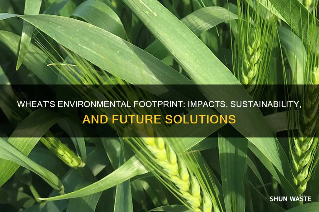 how does wheat impact the environment