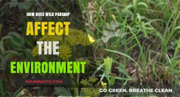 Wild Parsnip's Environmental Impact: Invasive Species and Ecosystem Disruption
