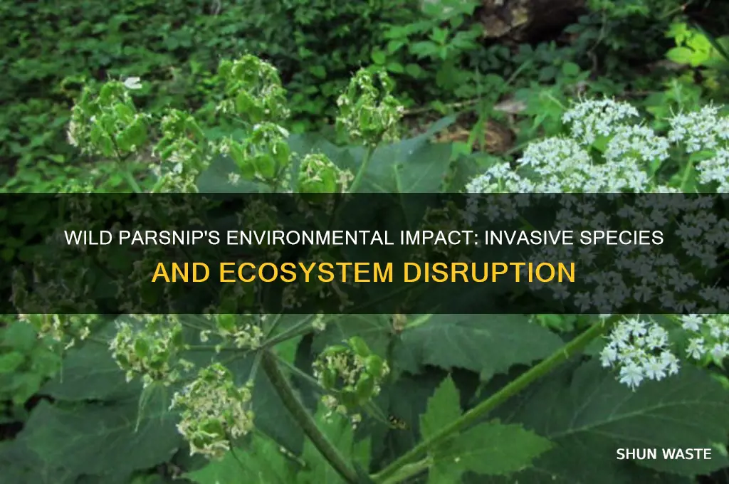 how does wild parsnip affect the environment
