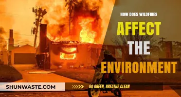 Wildfires' Devastating Impact: Environmental Consequences and Ecosystem Disruption Explained