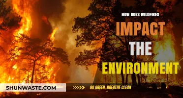 Wildfires' Devastating Environmental Impact: Ecosystem Destruction and Climate Consequences