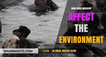 Wildlife's Vital Role: Shaping Ecosystems and Environmental Balance Explained