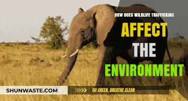 Wildlife Trafficking's Devastating Impact on Ecosystems and Biodiversity
