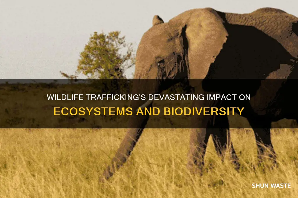 how does wildlife trafficking affect the environment
