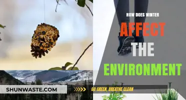 Winter's Impact: Exploring Environmental Changes and Ecosystem Adaptations