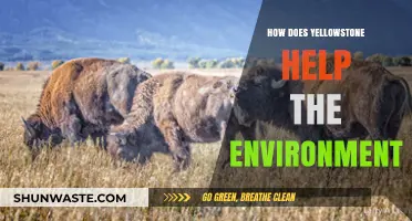 Yellowstone's Vital Role in Preserving Ecosystems and Biodiversity