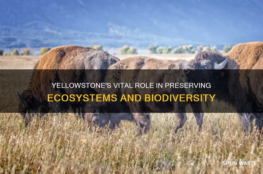how does yellowstone help the environment
