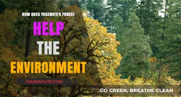 Yosemite's Forest: A Vital Environmental Ally and Ecosystem Protector
