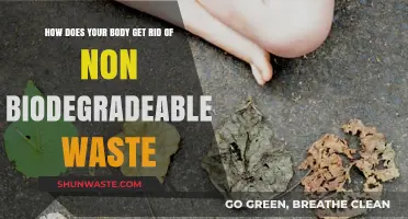 How Your Body Handles Non-Biodegradable Waste: A Deep Dive