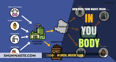Tracking Waste in Your Body: Understanding Digestion and Elimination Processes