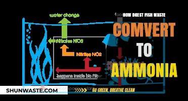 Fish Waste to Ammonia: Understanding the Nitrogen Cycle in Aquariums
