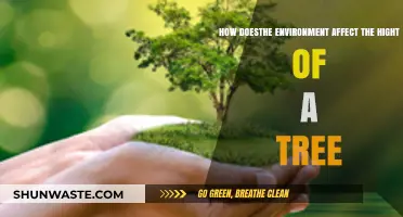 Environmental Factors Shaping Tree Height: Growth, Climate, and Soil Influence