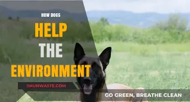 Dogs' Eco-Friendly Impact: How Our Canine Companions Aid the Environment