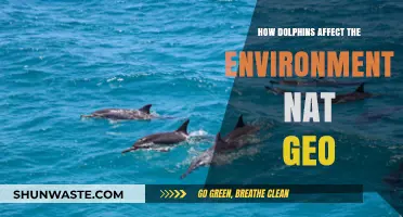 Dolphins' Environmental Impact: Nat Geo Explores Their Ecological Role