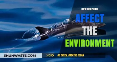 Dolphins' Ecological Impact: Shaping Marine Ecosystems and Coastal Environments