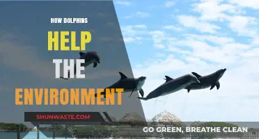 Dolphins' Vital Role in Maintaining Ocean Health and Ecosystems