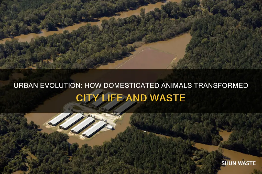 how domesticated animals changed urban centers horses cattle waste
