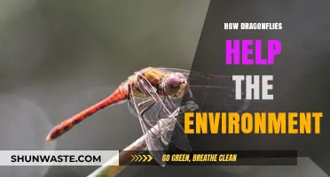 Dragonflies: Nature's Unsung Heroes in Environmental Balance and Health