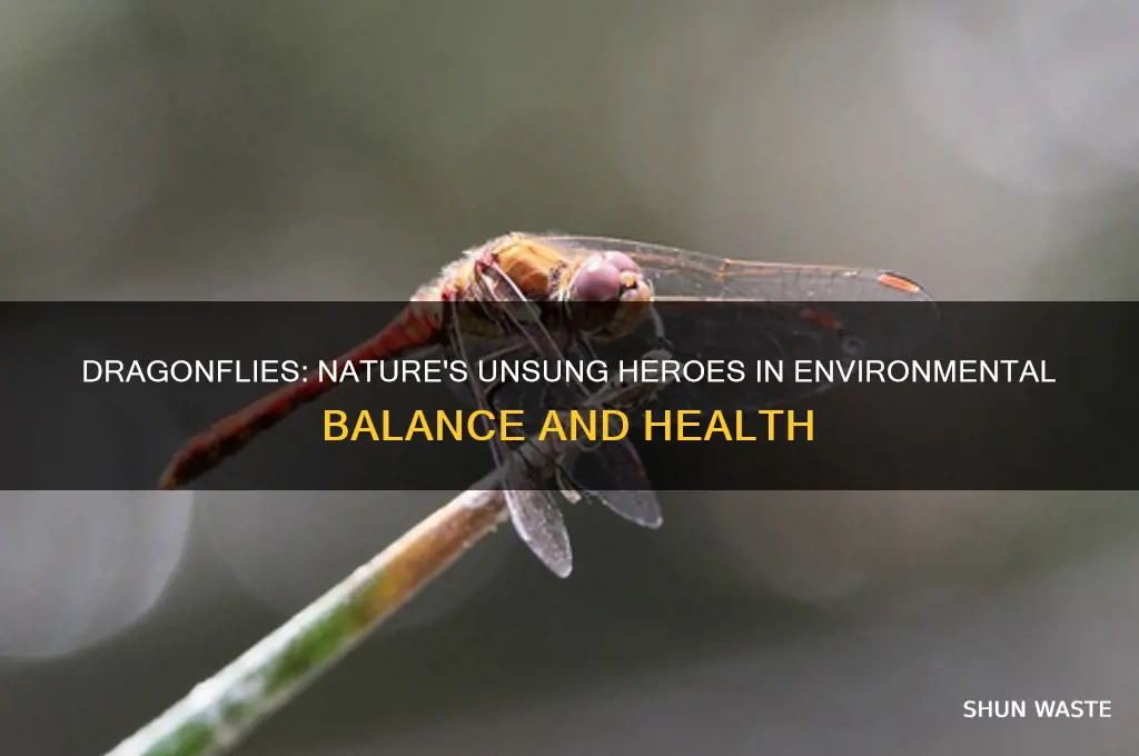 how dragonflies help the environment