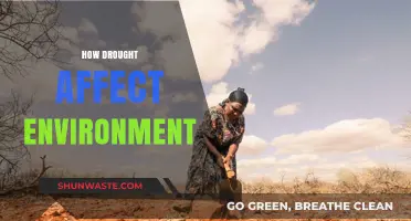 Devastating Impacts: How Droughts Disrupt Ecosystems and Environment