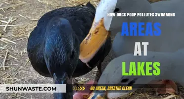 Duck Poop: A Swimming Lake's Unseen Danger