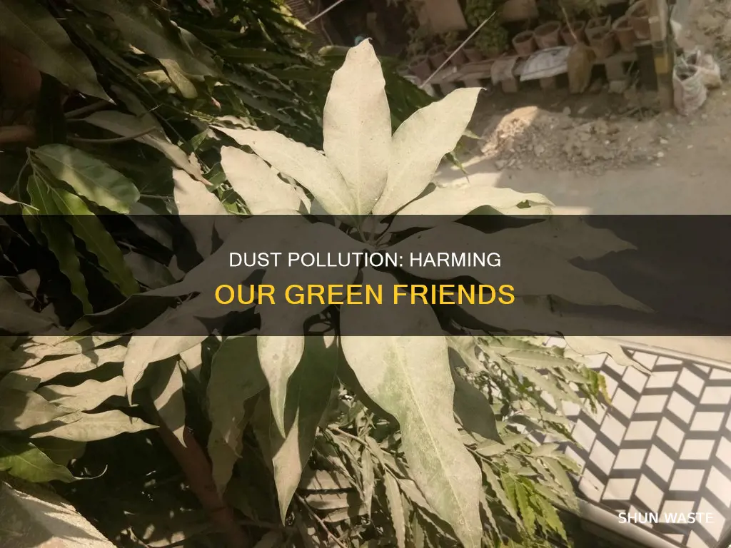 how dust pollution affects plants