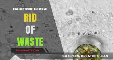 Protist Feeding and Waste Disposal: Unveiling Their Unique Survival Strategies