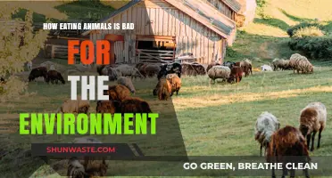 Meat’s Hidden Cost: How Animal Agriculture Harms Our Planet