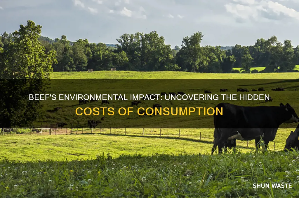 how eating beef affects the environment