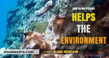 Sustainable Seafood: How Eating Oysters Benefits Our Planet's Health