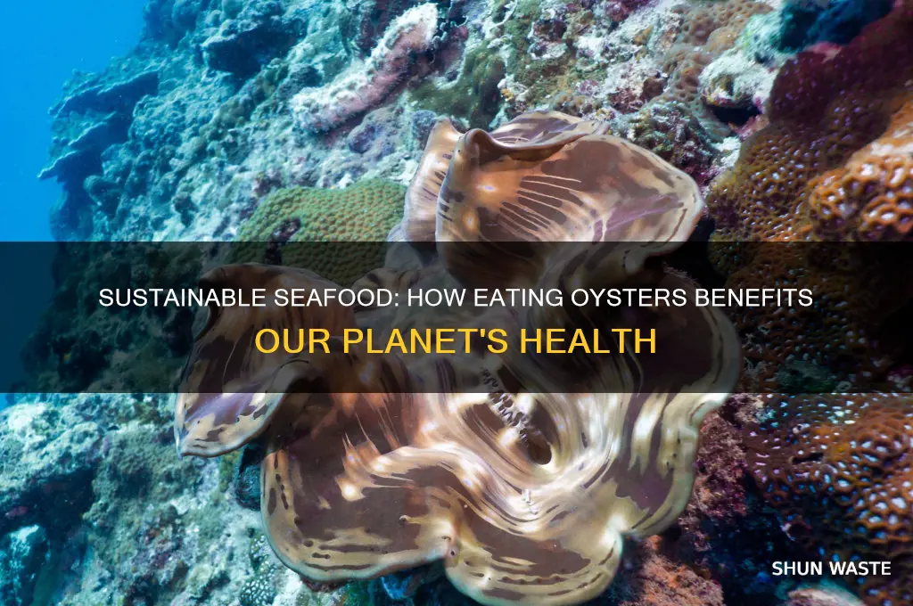 how eating oysters helps the environment