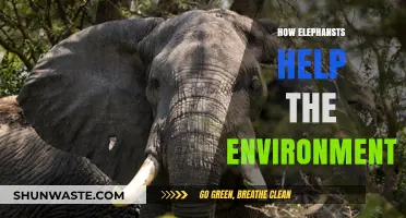 Elephants as Eco-Heroes: Their Vital Role in Shaping Ecosystems