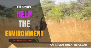 Elephants as Eco-Engineers: Their Vital Role in Shaping Ecosystems