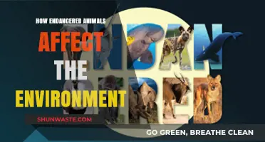 Endangered Species' Role in Ecosystem Balance and Environmental Health