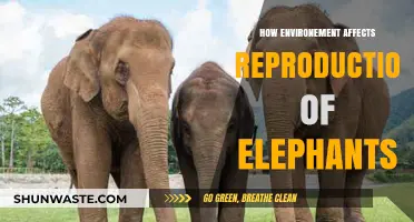 Environmental Factors Shaping Elephant Reproduction: Insights and Challenges