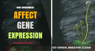 How Environmental Factors Shape Gene Expression: Unlocking Nature vs. Nurture